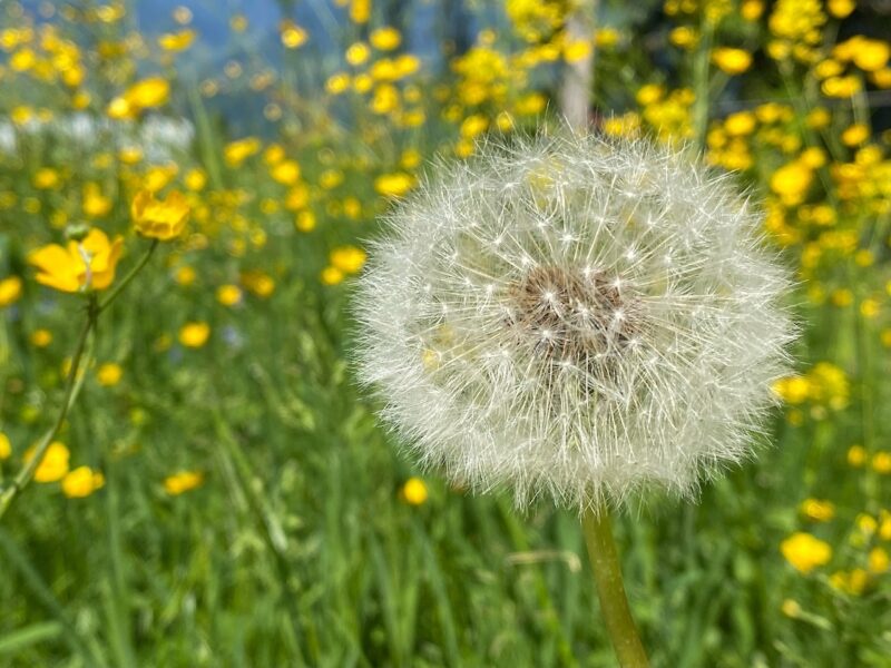 St Johann in summer. Image © PlanetSKI
